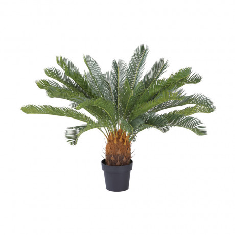 CYCAD CYCAS IN POT 80X80X90CM. GN