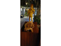 Golden Retriever Puppy- 4 Months
