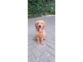 Golden Retriever Puppy- 4 Months