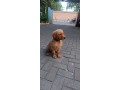Golden Retriever Puppy- 4 Months