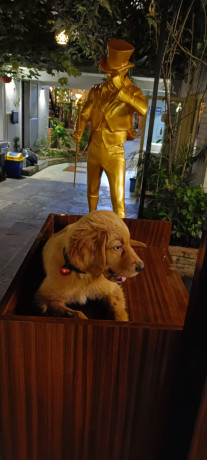 Golden Retriever Puppy- 4 Months