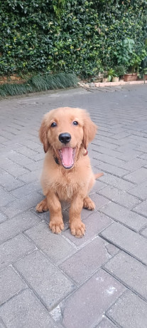Golden Retriever Puppy- 4 Months