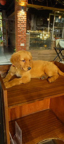 Golden Retriever Puppy- 4 Months