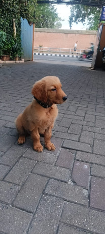 Golden Retriever Puppy- 4 Months