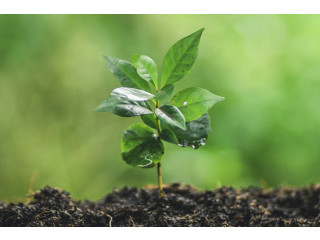Coffee Plant